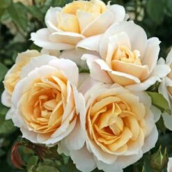 'Champagne Moment' Floribunda Rose