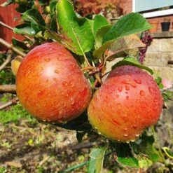 'Lord Lambourne' Apple Tree -Green Plant Shop LordLambourne 2