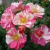 'Mind Games' Floribunda Rose -Green Plant Shop MIND GAMES Dickylie 6f7da30d 751d 40bf a5ac 4eef126b2d17