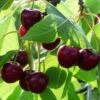 'Merchant' Cherry Tree -Green Plant Shop Merchant 1