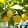 'Mirabelle Golden Sphere' Plum Tree -Green Plant Shop Mirabelle 1