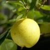 '20th Century' Japanese Pear Tree | Nashi Pear -Green Plant Shop Nijisseiki 1