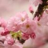 Kurilensis Ruby' Cherry Blossom Tree | Prunus Nipponica -Green Plant Shop Nipponica 1