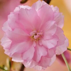 Kurilensis Ruby' Cherry Blossom Tree | Prunus Nipponica -Green Plant Shop Nipponica 3