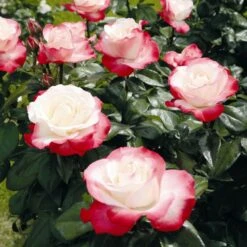'Nostalgia' Hybrid Tea Rose -Green Plant Shop Nostalgie 4