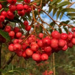 Vilmorinii Rowan Tree | Sorbus -Green Plant Shop ORN0001 1