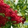 Vilmorinii Rowan Tree | Sorbus -Green Plant Shop ORN0001 4