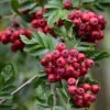 Pink Pagoda Rowan Tree | Sorbus Hupehensis -Green Plant Shop ORN0001 5
