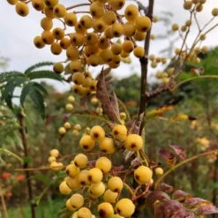Joseph Rock Rowan Tree | Sorbus -Green Plant Shop ORN0003 1