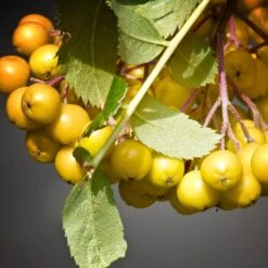 Joseph Rock Rowan Tree | Sorbus -Green Plant Shop ORN0003 4