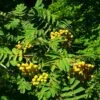 Joseph Rock Rowan Tree | Sorbus 1 Joseph Rock Rowan Tree | Sorbus -Green Plant Shop ORN0003 6