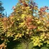 Scarlet Japanese Rowan Tree | Sorbus Commixta 'Embley' -Green Plant Shop ORN0007 1 a35dffad 26a8 46a4 91a1 07e949d62b89