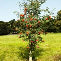 Mountain Ash Rowan Tree | Sorbus Aucuparia 20 Mountain Ash Rowan Tree | Sorbus Aucuparia -Green Plant Shop ORN0009 6