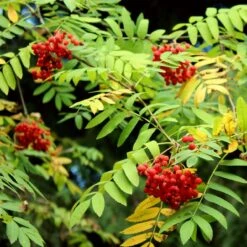 Mountain Ash Rowan Tree | Sorbus Aucuparia 21 Mountain Ash Rowan Tree | Sorbus Aucuparia -Green Plant Shop ORN0009 7