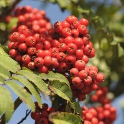 Mountain Ash Rowan Tree | Sorbus Aucuparia 13 Mountain Ash Rowan Tree | Sorbus Aucuparia -Green Plant Shop ORN0010berries
