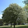 Whitebeam Tree | Sorbus Aria 'Lutescens' -Green Plant Shop ORN0012 1