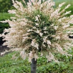 Flamingo Willow Tree | Salix Integra Hakuro Nishiki -Green Plant Shop ORN0014 1 1