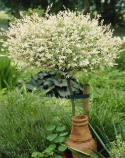 Flamingo Willow Tree | Salix Integra Hakuro Nishiki -Green Plant Shop ORN0014 3