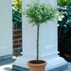 Flamingo Willow Tree | Salix Integra Hakuro Nishiki -Green Plant Shop ORN0014 4
