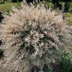 Flamingo Willow Tree | Salix Integra Hakuro Nishiki -Green Plant Shop ORN0014 5