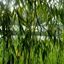 Golden Weeping Willow Tree | Salix Chrysocoma -Green Plant Shop ORN0015 2
