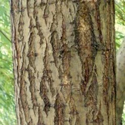 Golden Weeping Willow Tree | Salix Chrysocoma -Green Plant Shop ORN0015 5