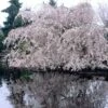 Weeping Yoshino Cherry Blossom Tree | Prunus Yedoensis -Green Plant Shop ORN0027 1