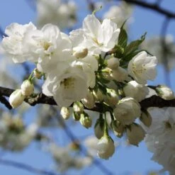 Weeping Yoshino Cherry Blossom Tree | Prunus Yedoensis -Green Plant Shop ORN0027 3
