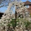 Dwarf Weeping Yoshino Cherry | Prunus Yedoensis 'Ivensii' -Green Plant Shop ORN0028 1