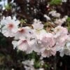 Pink Winter Flowering Cherry Tree | Prunus X Subhirtella 'Autumnalis Rosea' 2 Pink Winter Flowering Cherry Tree | Prunus X Subhirtella 'Autumnalis Rosea' -Green Plant Shop ORN0030 1