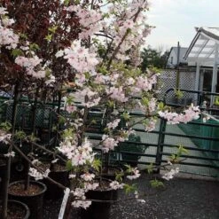 Pink Winter Flowering Cherry Tree | Prunus X Subhirtella 'Autumnalis Rosea' 9 Pink Winter Flowering Cherry Tree | Prunus X Subhirtella 'Autumnalis Rosea' -Green Plant Shop ORN0030 2