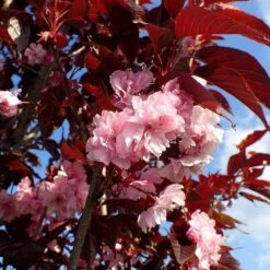 Purple Leaf Cherry Blossom Tree | Prunus Serrulata 'Royal Burgundy' -Green Plant Shop ORN0032 1