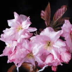 Purple Leaf Cherry Blossom Tree | Prunus Serrulata 'Royal Burgundy' -Green Plant Shop ORN0032 2