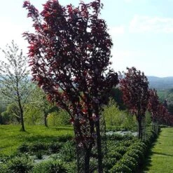 Purple Leaf Cherry Blossom Tree | Prunus Serrulata 'Royal Burgundy' -Green Plant Shop ORN0032 4