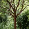 Single Stem Tibetan Cherry Tree | Prunus Serrula -Green Plant Shop ORN0034 3