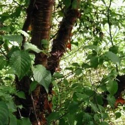 Multi Stem Tibetan Cherry Tree | Prunus Serrula -Green Plant Shop ORN0034 4 457f60d6 746c 4a68 a6a8 5139ee4b2b53