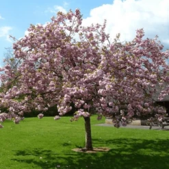 Pink Perfection Cherry Blossom Tree -Green Plant Shop ORN0038 1