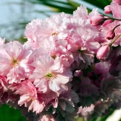 Pink Perfection Cherry Blossom Tree -Green Plant Shop ORN0038 3