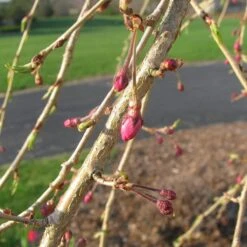Single Pink Weeping Cherry Blossom Tree | Prunus Pendula Rubra -Green Plant Shop ORN0040 3