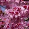 Small Pink Cherry Blossom Tree | Prunus 'Okame' -Green Plant Shop ORN0044 1