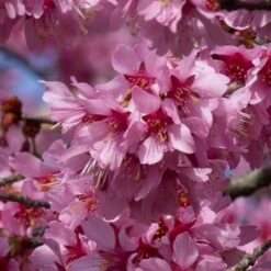 Small Pink Cherry Blossom Tree | Prunus 'Okame'