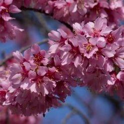 Small Pink Cherry Blossom Tree | Prunus 'Okame' -Green Plant Shop ORN0044 3
