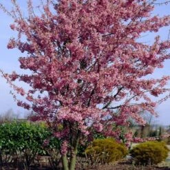 Small Pink Cherry Blossom Tree | Prunus 'Okame' -Green Plant Shop ORN0044 4