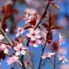 Black Cherry Plum Tree | Prunus Cerasifera 'Nigra' -Green Plant Shop ORN0047 1
