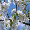Great White Cherry Blossom Tree | Prunus 'Tai-Haku' 2 Great White Cherry Blossom Tree | Prunus 'Tai-Haku' -Green Plant Shop ORN0049 1