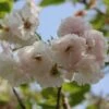 Blushing Bride Cherry Blossom Tree | Prunus 'Shogetsu' -Green Plant Shop ORN0051 1