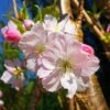 Japanese Cherry Blossom Tree | Prunus Shirofugen 2 Japanese Cherry Blossom Tree | Prunus Shirofugen -Green Plant Shop ORN0053 1