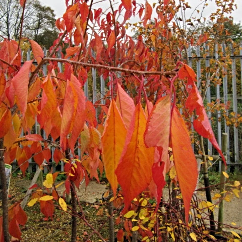 Cheal's Weeping Cherry Blossom Tree | Prunus Kiku Shidare Zakura 6 Cheal's Weeping Cherry Blossom Tree | Prunus Kiku Shidare Zakura - Image 4
