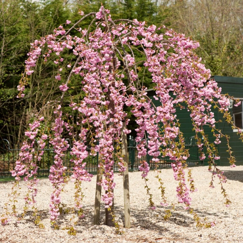 Cheal's Weeping Cherry Blossom Tree | Prunus Kiku Shidare Zakura 3 Cheal's Weeping Cherry Blossom Tree | Prunus Kiku Shidare Zakura