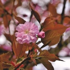 Japanese Cherry Blossom Tree | Prunus Serrulata 'Kanzan' -Green Plant Shop ORN0060 1
